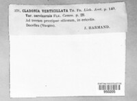 Cladonia cervicornis image
